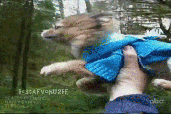 Flying GIF - Dogs Puppy Animals GIFs