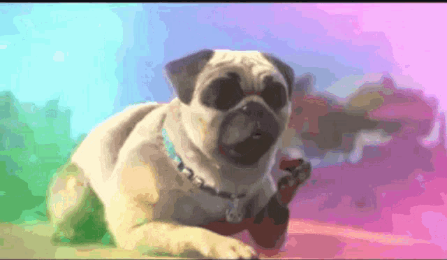 a pug dog is laying on a pink surface