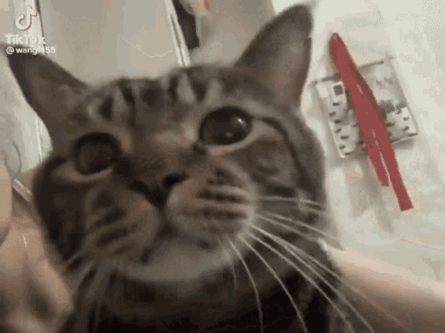a close up of a cat 's face with tiktok written on the bottom right