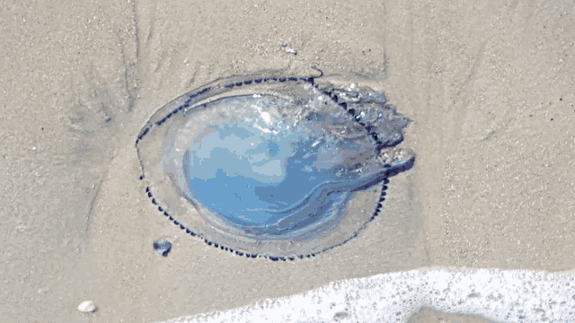 a blue jellyfish is floating on the sand near the water