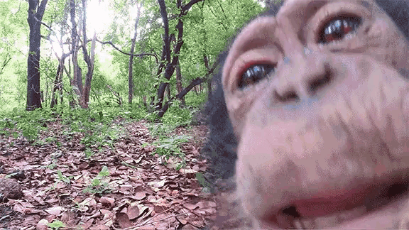 a close up of a monkey taking a selfie in the woods .