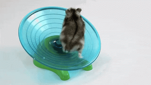 Animals Hamster GIF - Animals Hamster GIFs
