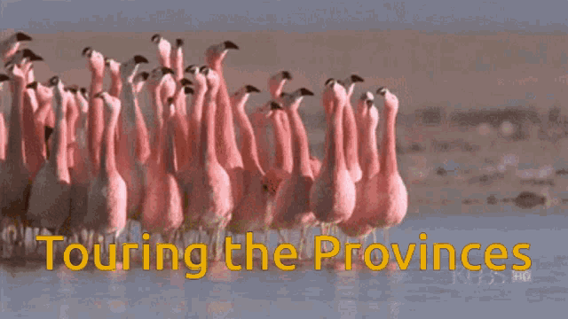 Touring The Provinces Flamingo Tourist GIF - Touring The Provinces Flamingo Tourist Flock GIFs