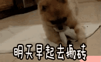 a small dog is chewing on a piece of paper with chinese writing .