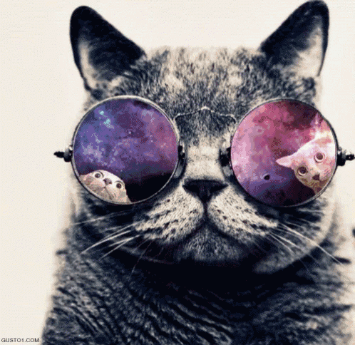 a cat wearing a pair of glasses with a reflection of a cat in them
