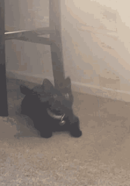 Whiphair Party GIF - Whiphair Party Kitty GIFs