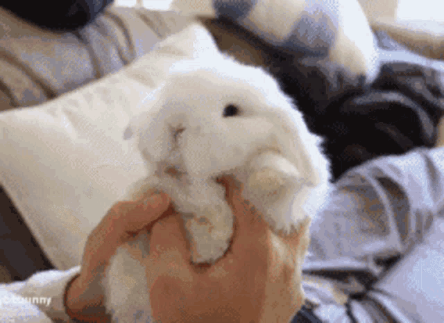 Realkimroro Cute Rabbit GIF - Realkimroro Cute Rabbit GIFs