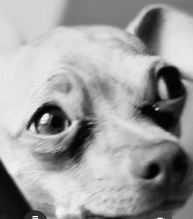 a close up of a dog 's face with the letters i and ii on it