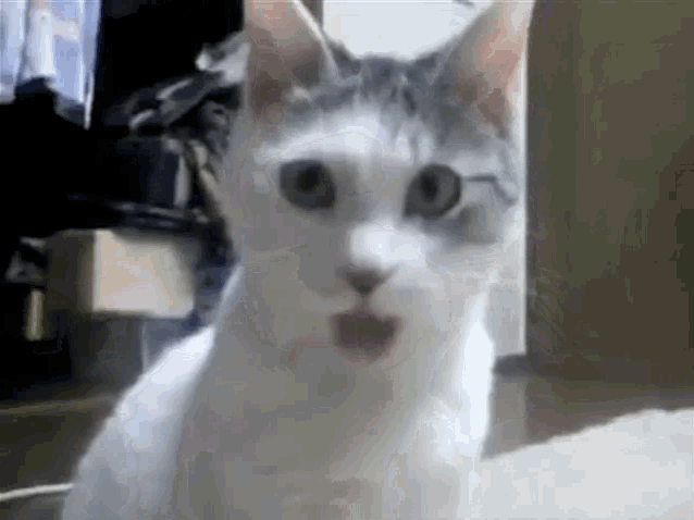 a white cat is sitting on the floor with its mouth open and looking at the camera .