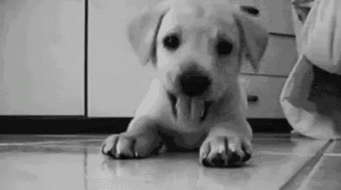 a puppy is laying on the floor with its tongue hanging out .
