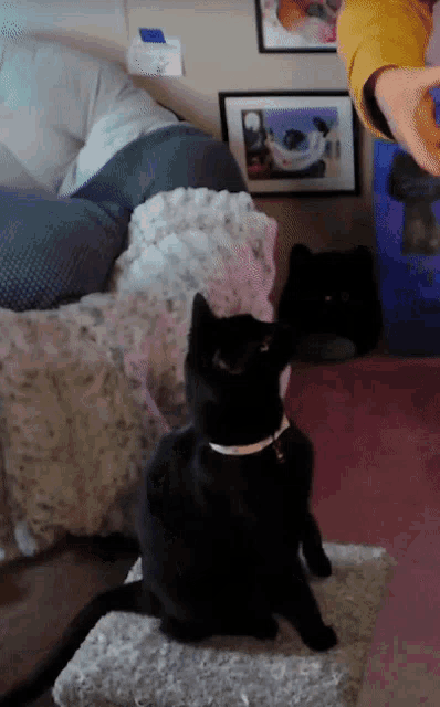 a black cat wearing a white collar sits on a couch