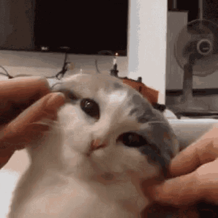Cats Funny Animals GIF - Cats Funny Animals Pets GIFs