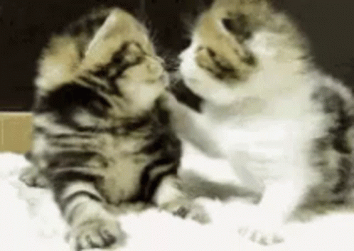 Kitty Kiss GIF - Kitty Kiss Together GIFs