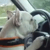 Dog Driving Dog GIF - Dog Driving Dog Commute GIFs