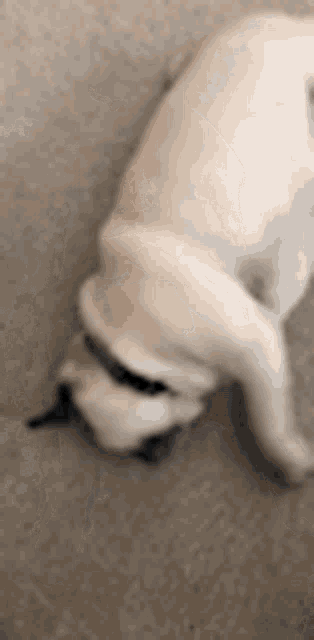 a white dog with a black collar is laying on the floor .