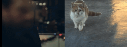 Angus Tully Angus Tully Cat GIF - Angus Tully Angus Tully Cat The Holdovers GIFs