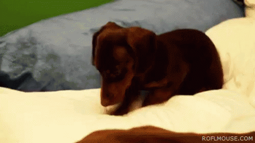 Weenie Dog Digging GIF - Weenie Weeniedog Dog GIFs