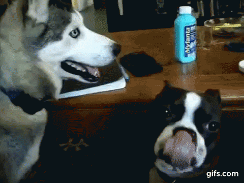 Husky Terrier GIF - Husky Terrier Playful GIFs