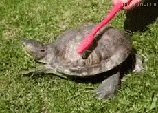 Turtle Cleaning GIF - Turtle Cleaning Toothbrush GIFs