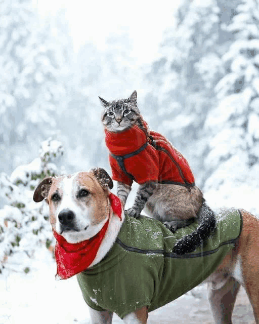 a cat sitting on top of a dog wearing a green jacket