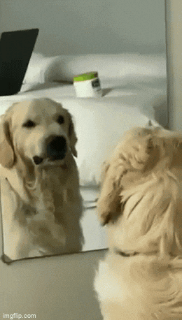 a dog is looking at himself in a mirror .