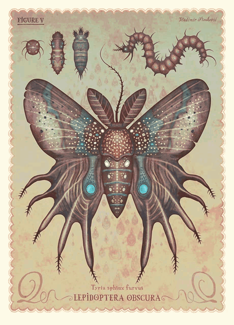 a drawing of a moth with the name lepidoptera obscura