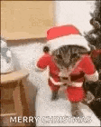 a cat is wearing a santa suit and hat and standing next to a christmas tree .