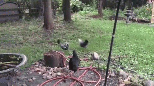 Get Out Of Here Thief!  GIF - Thief Squirrel Chickens GIFs