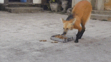 a dog is standing next to a tray of food on the ground