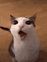 Gato Gatinho GIF - Gato Gatinho Gato Comendo GIFs