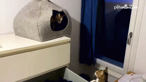 Look Down The Pet Collective GIF - Look Down The Pet Collective Resting In The Cat Cave GIFs