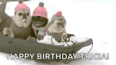 three pug dogs wearing hats and scarves are riding a sled in the snow .