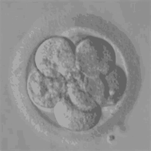 a close up of a cell under a microscope