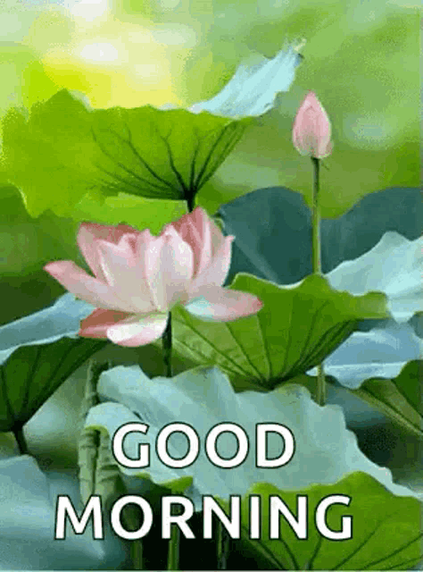 a picture of a lotus flower with the words `` good morning '' on it .