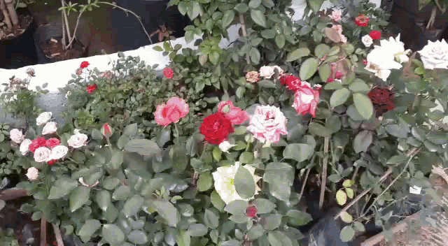 Gardening Gardenqueiros GIF - Gardening Gardenqueiros Flowers GIFs