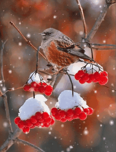 Bird Berries GIF - Bird Berries Snow GIFs