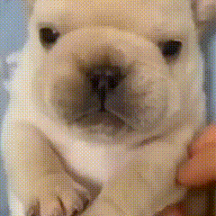 a person is holding a small french bulldog puppy .