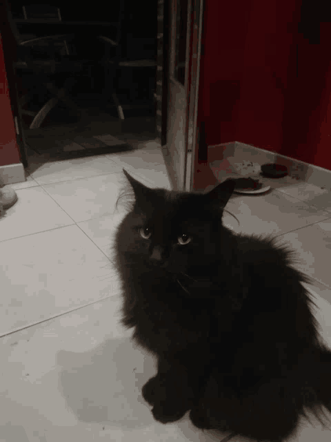 a black cat sits on a tiled floor in front of a red wall