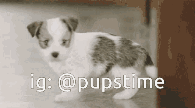 a small brown and white puppy is walking in a room with the words ig : @pupstime above it