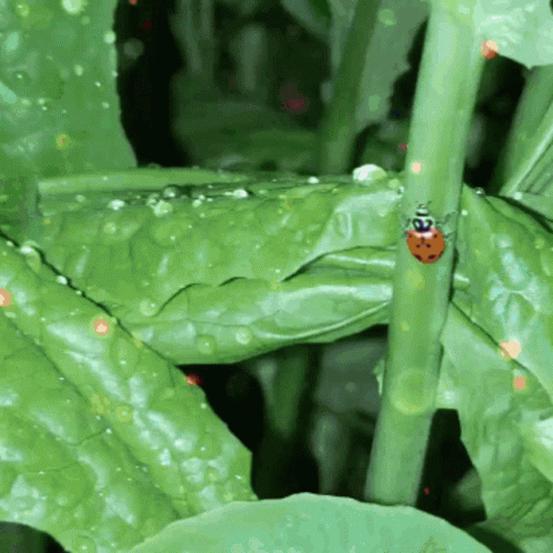 Ladybug Garden GIF - Ladybug Garden Insect GIFs