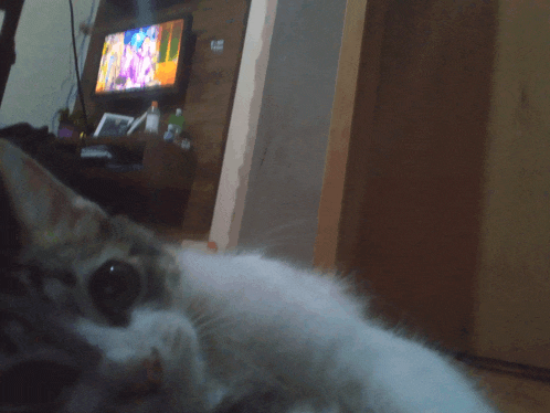 a cat is laying down in front of a tv that says ' lg ' on it