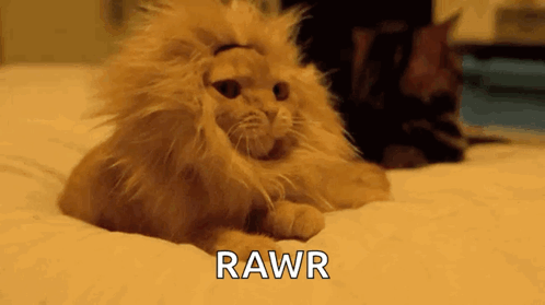 Rawr Cat GIF - Rawr Cat Lion Like GIFs