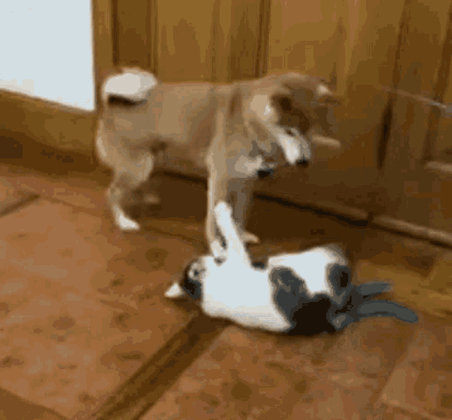 a dog and a cat are playing on a tiled floor .