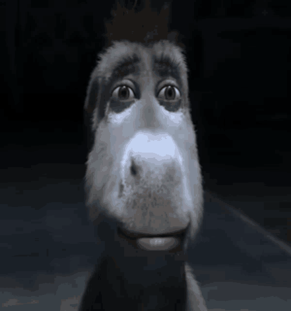 a close up of a donkey 's face with a dark background
