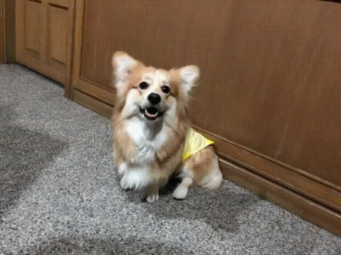 Cute Dog Posing GIF - Cute Dog Posing Corgiaday GIFs