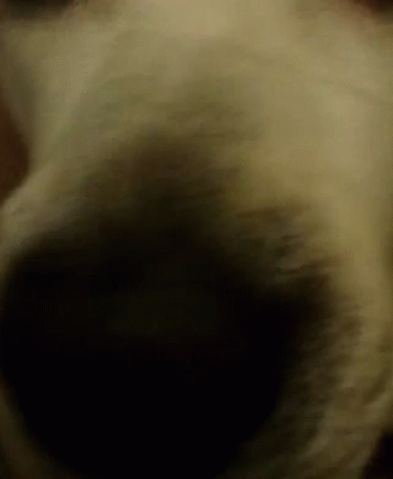 Dog Sniff GIF - Dog Sniff Cute GIFs