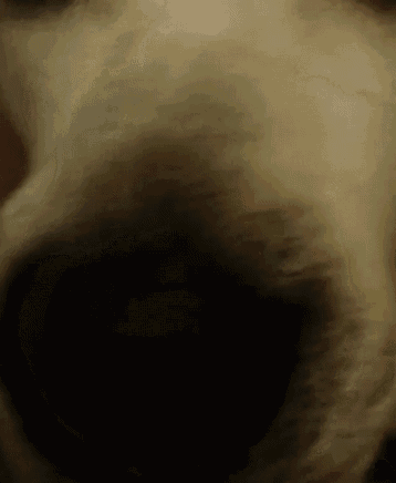 a close up of a dog 's nose looking at the camera