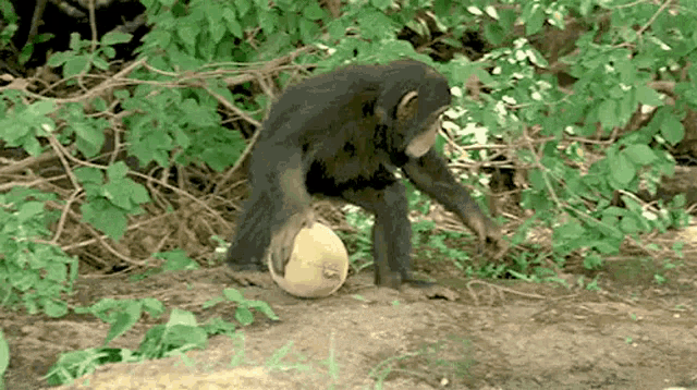 Monkey Rolling Melon Chimpanzee Rolling Melon GIF - Monkey Rolling Melon Chimpanzee Rolling Melon Chimpanzee GIFs