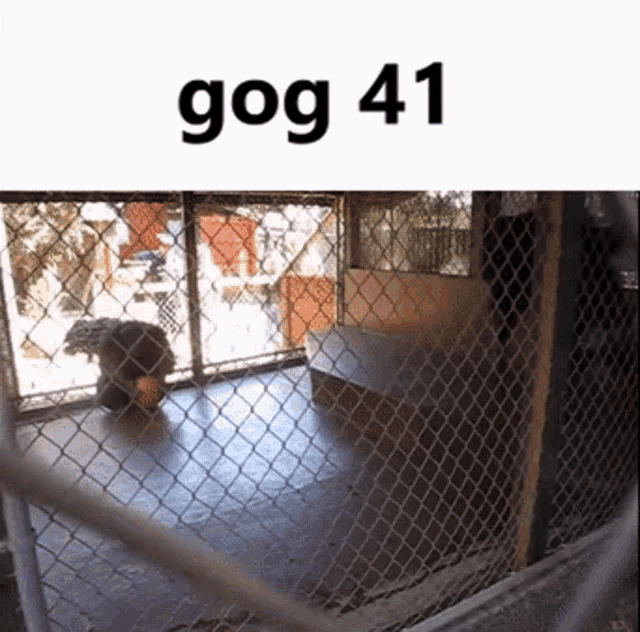 Gog Gog41 GIF - Gog Gog41 Monkey Meme GIFs
