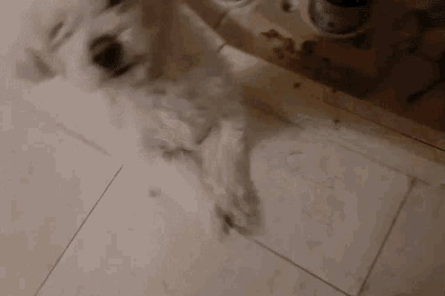 a white dog laying on a tiled floor
